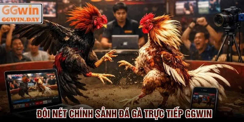 Đá Gà Trực Tiếp 24/7 - Cược Ngay Thắng Lớn Tại GGWin