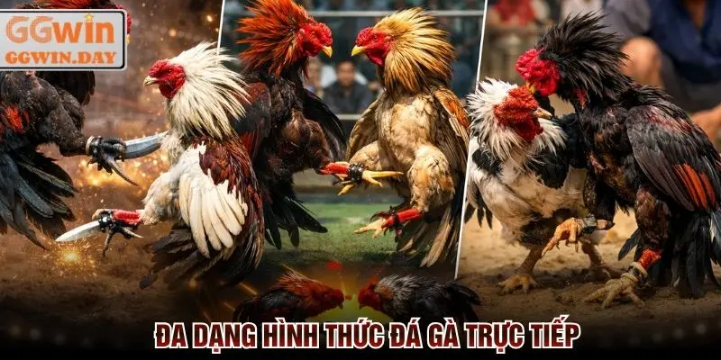 Đá Gà Trực Tiếp 24/7 - Cược Ngay Thắng Lớn Tại GGWin