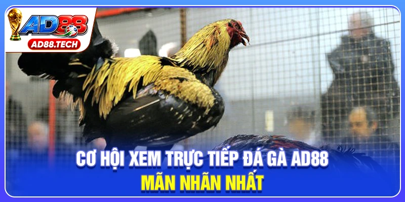 Đá Gà AD88: Livestream Sắc Nét, Kèo Cược Đa Dạng