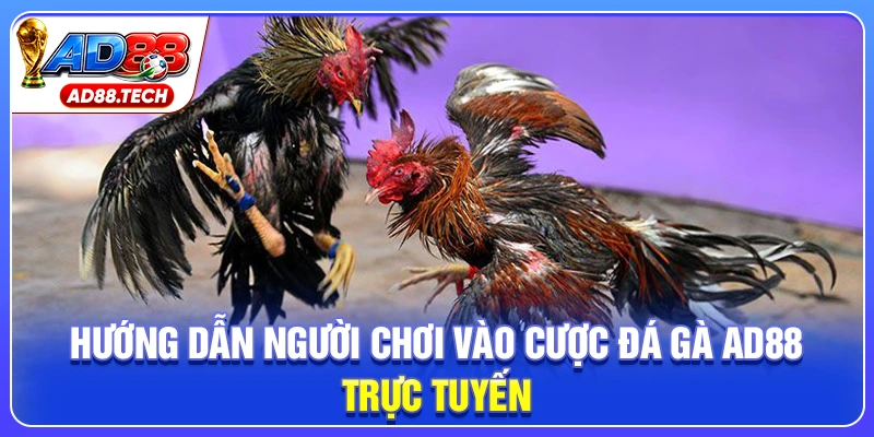 Đá Gà AD88: Livestream Sắc Nét, Kèo Cược Đa Dạng