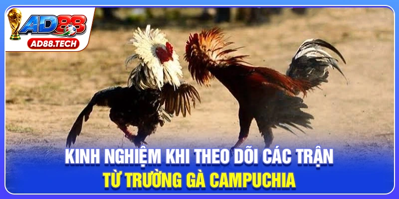 Trường Gà Campuchia: Kinh Nghiệm Chốt Kèo Hiệu Quả
