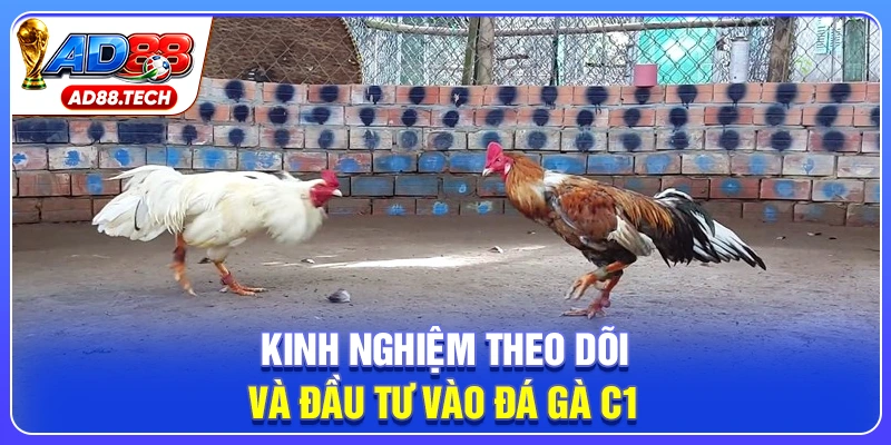 Đá Gà C1 – Trực Tiếp Lịch Thi Đấu Và Kết Quả Mới Nhất