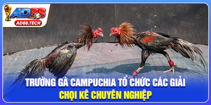Trường Gà Campuchia: Kinh Nghiệm Chốt Kèo Hiệu Quả