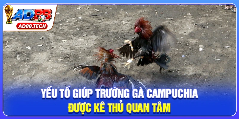 Trường Gà Campuchia: Kinh Nghiệm Chốt Kèo Hiệu Quả